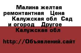 Малина желтая ремонтантная › Цена ­ 500 - Калужская обл. Сад и огород » Другое   . Калужская обл.